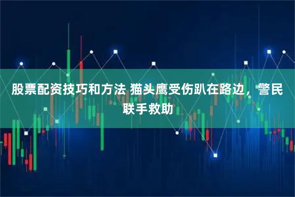 股票配资技巧和方法 猫头鹰受伤趴在路边,警民联手救助